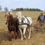 Sadnja i obrada pšenice u Dalmaciji polje plug 150x150 Sadnja i obrada pšenice u Dalmaciji