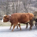 volovi i stara kola 150x150 Hrvati jedu loše meso a seljaci se rasipaju kvalitetom