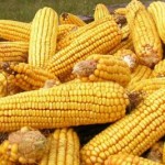 kukuruz i uzgoj kukuruza 150x150 Narodni običaj sadnje pšenice u Imotskom polju