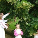 branje lipa i ljekovita svojstva 150x150 Kako izgleda tradicionalna slavonska berba u vinogradima