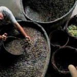Ledeno vino tradicionalni i rizični užitak smrznutih bobica Proizvodnja vina vinski podrum 150x150 Ledeno vino tradicionalni i rizični užitak smrznutih bobica