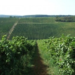 Vinogradi