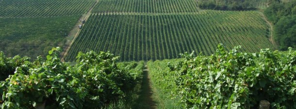 Vinogradi