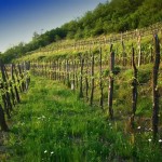 Povijest vinove loze hrvatskog zagorja povjest vinogradarstva hercegobina 150x150 Povijest vinove loze hrvatskog zagorja
