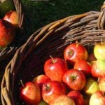 Domaće jabuke skladištenje i sušenje 150x150 Hrvati jedu loše meso a seljaci se rasipaju kvalitetom