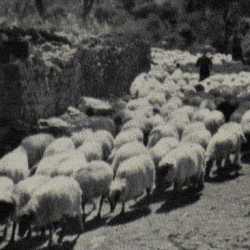 pastir za čuvanje ovaca
