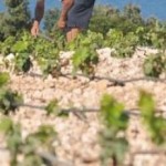 Vinski svetci i njihova uloga u vinarstvu i vinogradarstvu sadnja i obrada vinograda1 150x150 Vinski svetci i njihova uloga u vinarstvu i vinogradarstvu