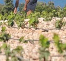 sadnja i obrada vinograda