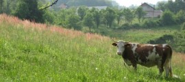 krava i vile u pripovijetki