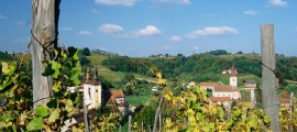 Stari tradicionalni vinogradi i rujno vino