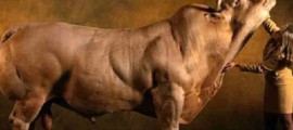 gmo krave
