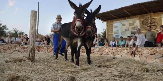 Sadnja i obrada pšenice u Dalmaciji