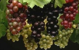 Ljekovita svojstva grožđa i najzastupljenije sorte