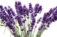 Lavanda i njezina ljekovita svojstva