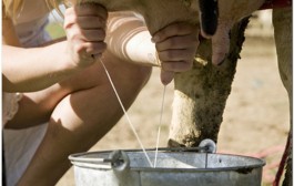 Mužnja krava, kako su radili naši stari