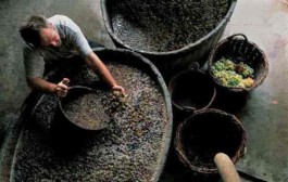 Sve što trebate znati o berbi grožđa i pripremi vina
