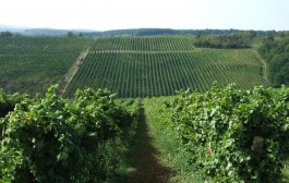 Vinski svetci i njihova uloga u vinarstvu i vinogradarstvu