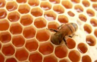 Narodni običaji uz pčelarstvo (počeci i načini prikupljanja meda)