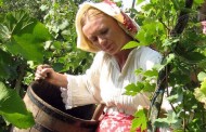 Berba i obrada vina na tradicionalan način