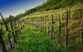 Vinova loza kroz povijest na našim područjima I dio