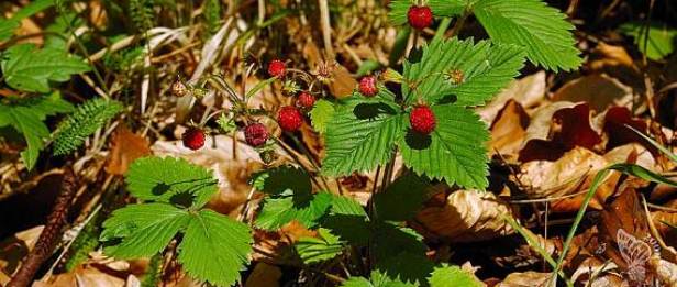 Ljekovita svojstva šumske jagode