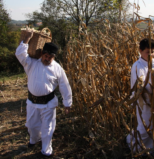 Tradicionalno branje kukuruza
