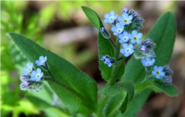 Potočnica ljekovita svojstva i upotreba potočnice