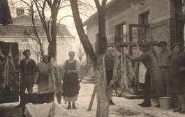 Tradicija kolinja ili svinjokolje