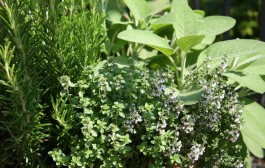 Kako pravilno brati bilje u vrtu