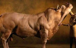 Izumiranje tradicionalnog uzgoja hrane, dolazi GMO prevlast