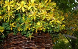 Gospina trava, tradicionalni ljek protiv suvremene depresije