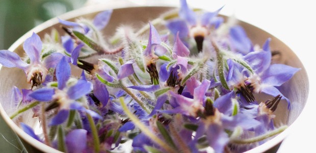 Ljekovita boražina osvježavajuća biljka koja daje hrabrost