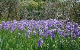 Ljekoviti pripravci od irisa ili perunike