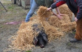 Tradicionalno Slavonsko kolinje i stare slavonske delicija