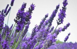 Ljekovita lavanda za prirodnu ravnotežu