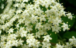 Ljekovita bazga, prirodni lijek već tisućama godina