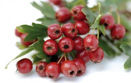 Ljekoviti glog, prirodni ljek za srce i srčane tegobe