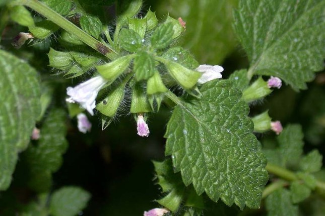 Ljekoviti matičnjak oporavlja cijeli organizam