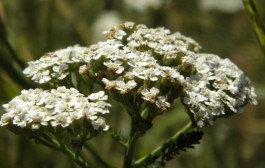 Brojna ljekovita svojstva stolisnika, stolisnik kao lijek