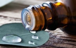 Sva ljekovita svojstva aromatičnog eukaliptusa