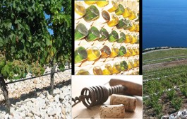 Sve što morate znati o vinu ili vinska abeceda Bakhovoga sina Ive Kozarčanina