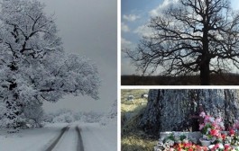 Legenda o Janjiša dubu u Vinjanima Gornjim