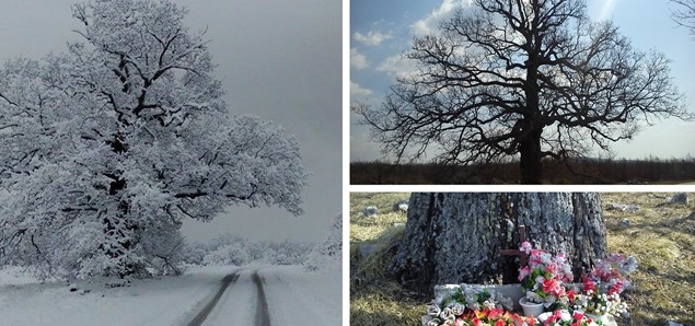 Legenda o Janjiša dubu u Vinjanima Gornjim