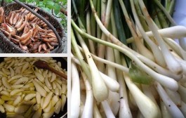 Od ideje do izvoza – Dalmatinska ljutika –