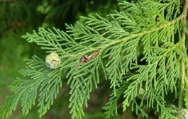 Čempres ljekovito mediteransko stablo