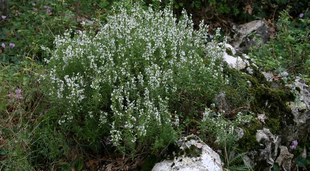 Krški vrisak iličubar planinski ljekoviti grm s kamena