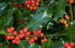 Ljekovita svojstva i upotreba božikovine