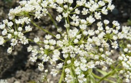 Aniš ili slatki komorač ljekovitost i upotreba