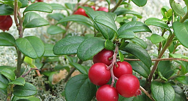 Sva ljekovita svojstva i upotreba brusnice