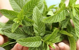 Menta